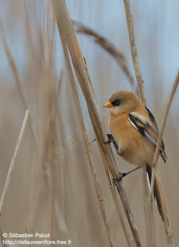 Bearded Reedling male juvenile