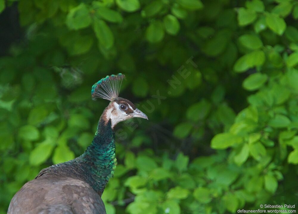 Indian Peafowl female adult