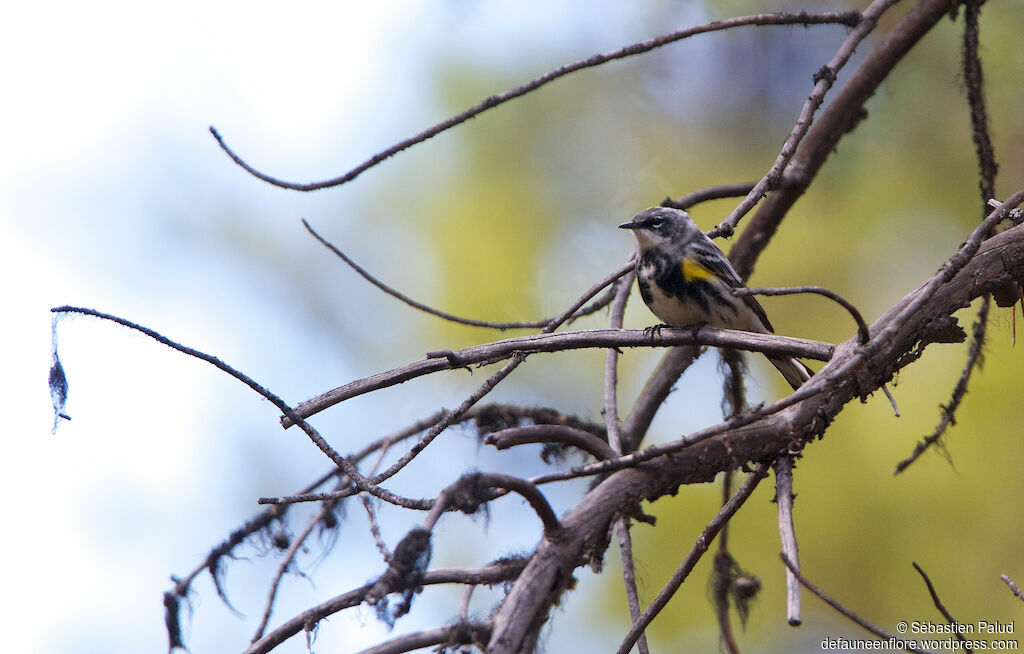 Myrtle Warbler male adult breeding, identification