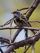 Myrtle Warbler