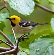 Paruline à tête jaune