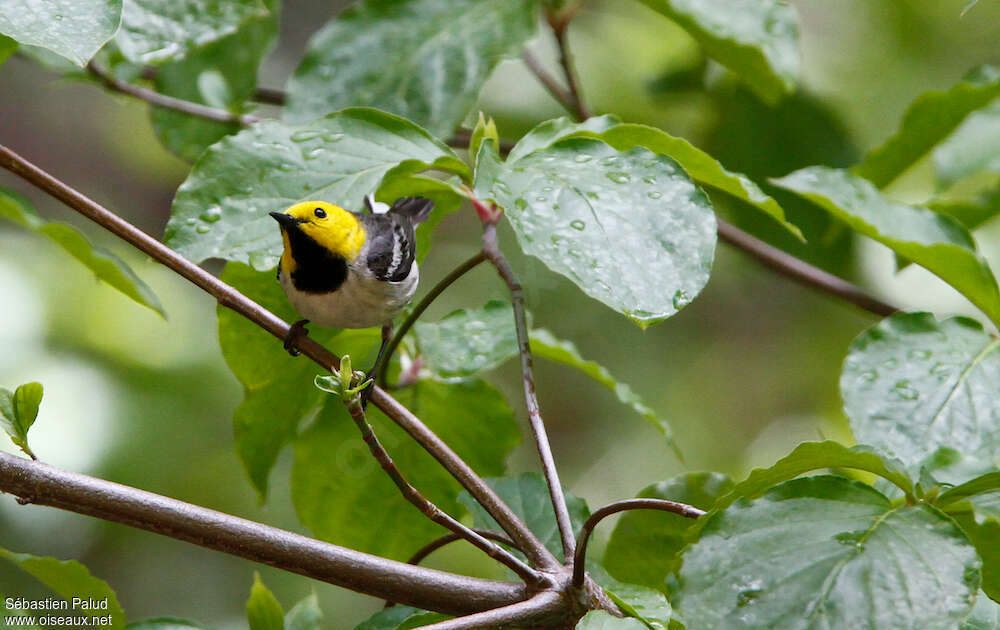 Hermit Warbler male adult, Behaviour