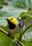 Paruline à tête jaune