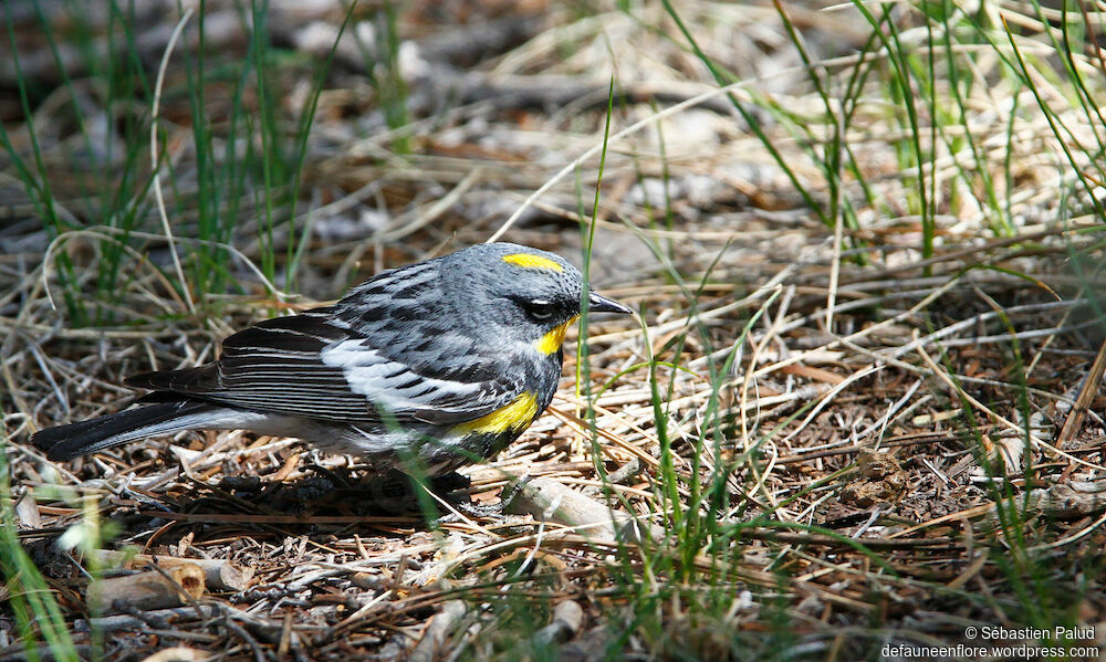 Paruline d'Audubon mâle adulte nuptial