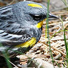 Paruline d'Audubon