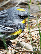 Audubon's Warbler