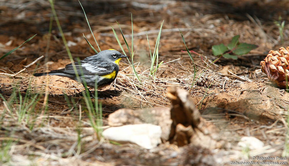 Audubon's Warbler male adult breeding