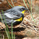 Paruline d'Audubon