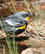 Audubon's Warbler