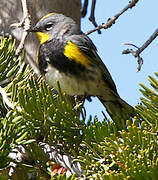 Audubon's Warbler