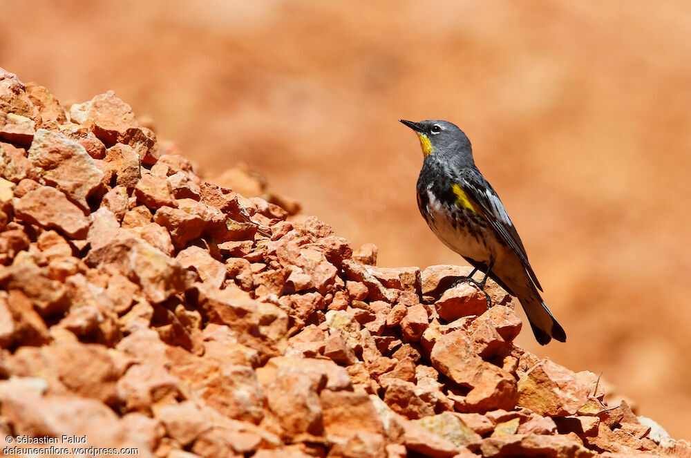 Audubon's Warbler male adult breeding, identification