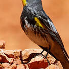 Paruline d'Audubon