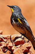 Audubon's Warbler