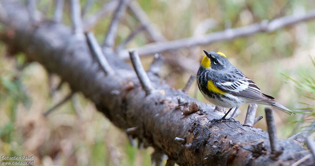 Audubon's Warbler male adult breeding, pigmentation