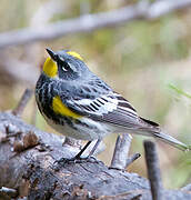 Audubon's Warbler