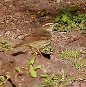 Northern Waterthrush