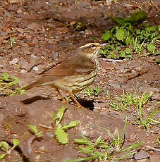 Paruline des ruisseaux