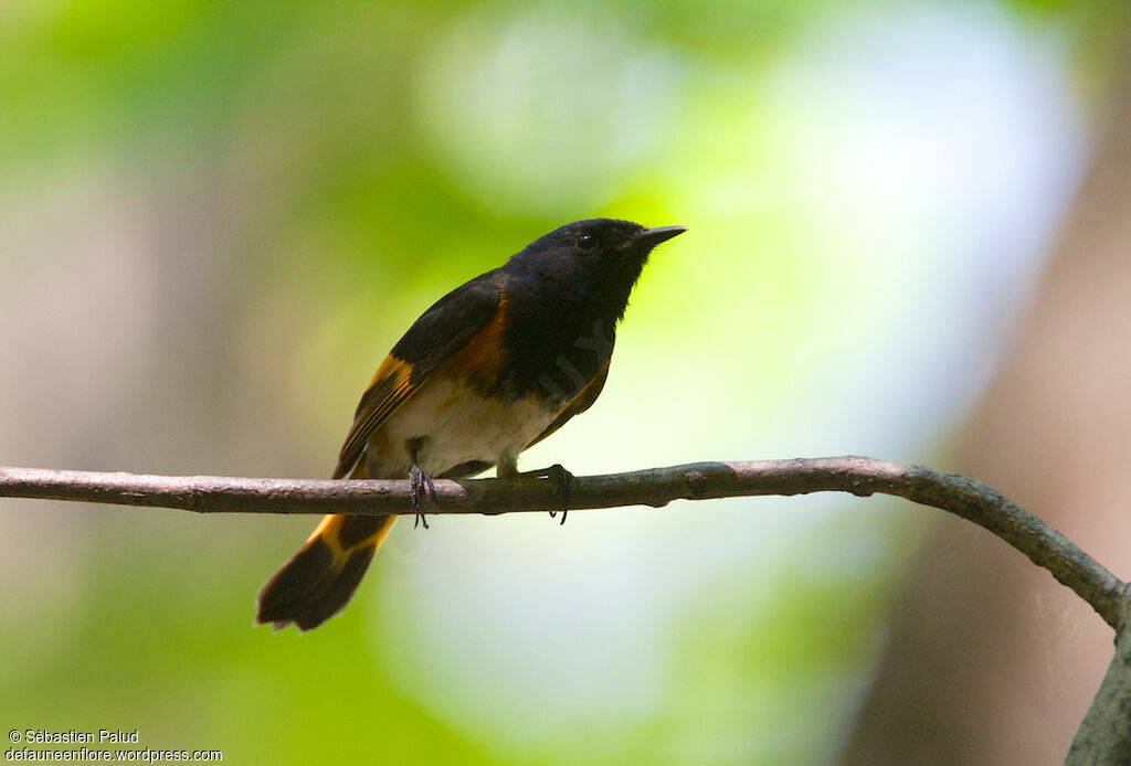 American Redstart male adult, identification