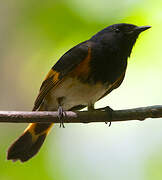 American Redstart