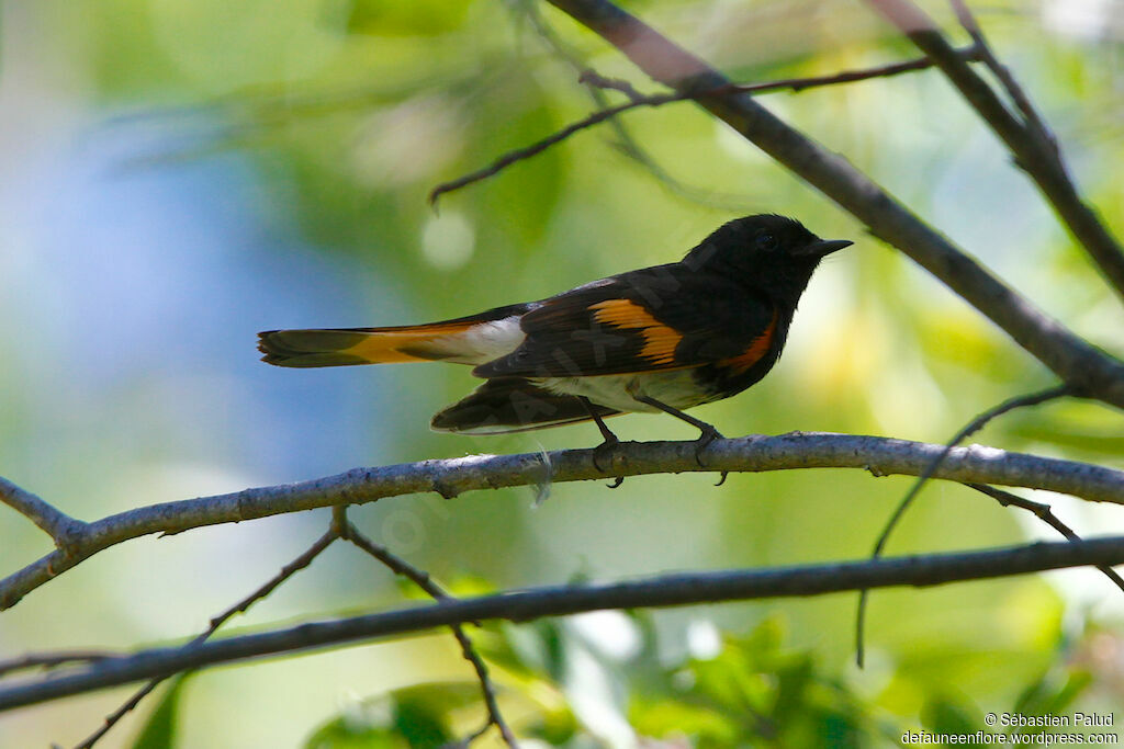 American Redstart male adult, identification