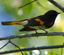 Paruline flamboyante