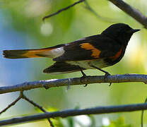 American Redstart