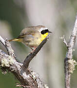 Common Yellowthroat