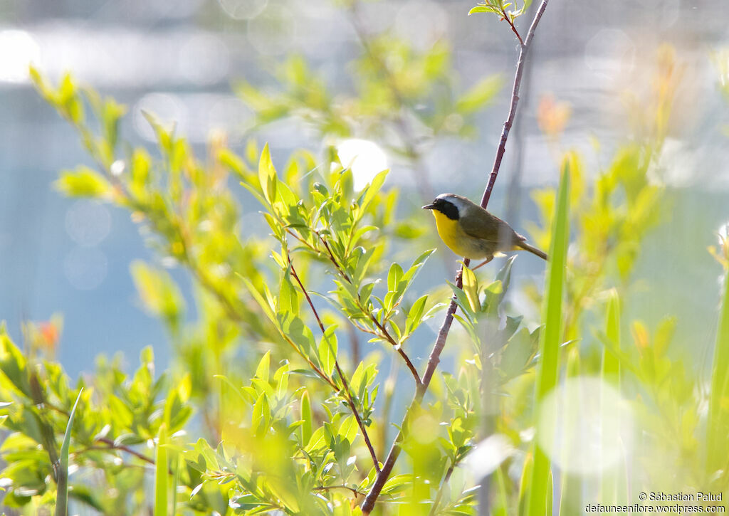 Paruline masquéeadulte, identification