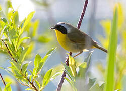 Common Yellowthroat