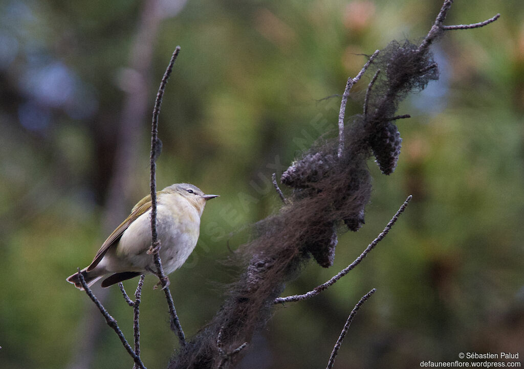 Tennessee Warbleradult, identification