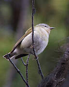 Tennessee Warbler