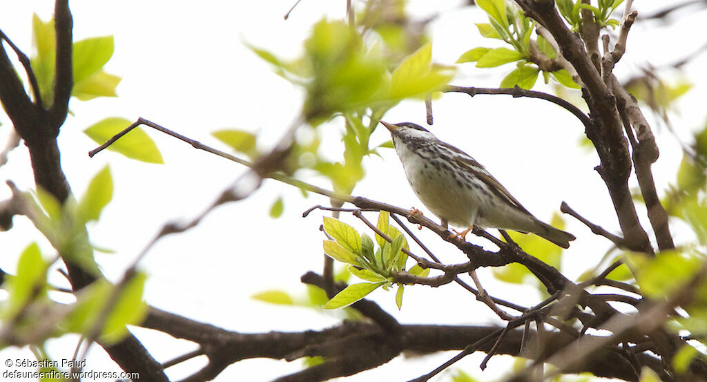 Blackpoll Warbler male adult breeding, identification