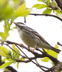 Paruline rayée