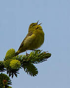 Orange-crowned Warbler