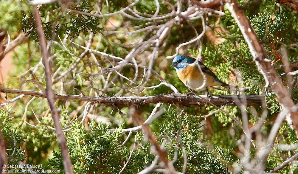 Lazuli Bunting male adult breeding