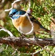 Lazuli Bunting