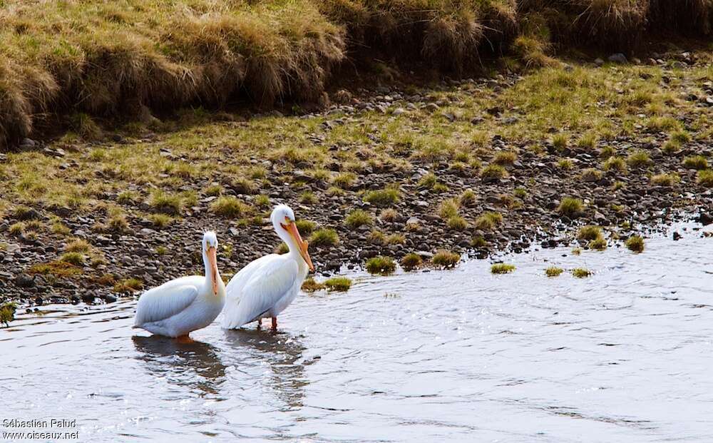 American White Pelicanadult, pigmentation