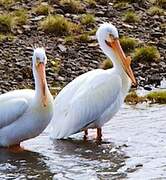 American White Pelican