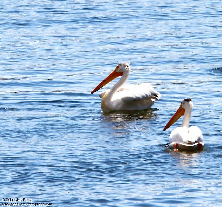 American White Pelican