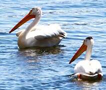 American White Pelican