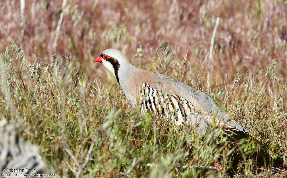 Chukar Partridgeadult