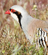 Chukar Partridge