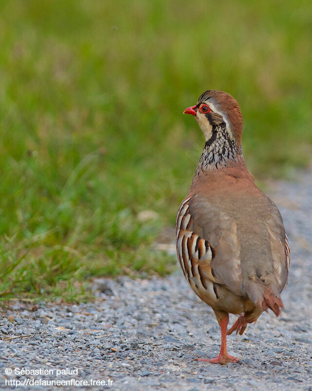 Red-legged Partridge