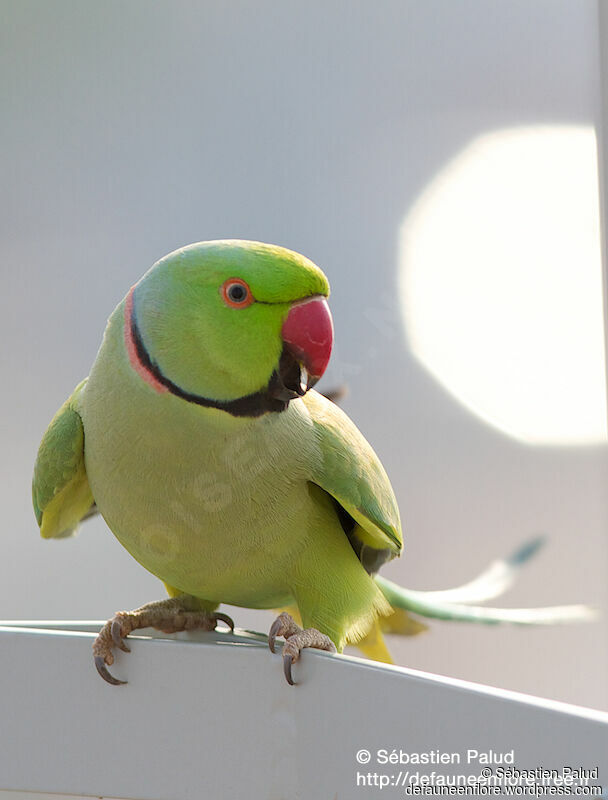 Rose-ringed Parakeet