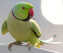 Rose-ringed Parakeet