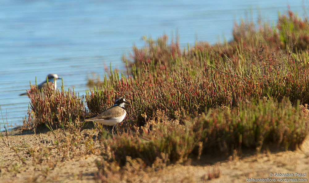 Little Ringed Plover male adult breeding