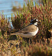 Little Ringed Plover