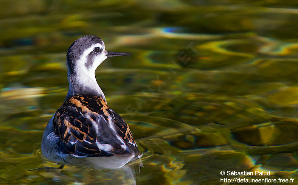 Phalarope à bec étroitjuvénile