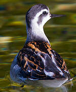 Red-necked Phalarope