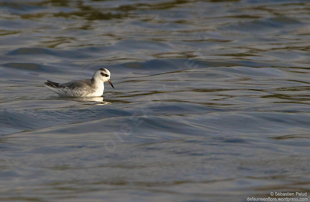 Phalarope à bec largeadulte internuptial